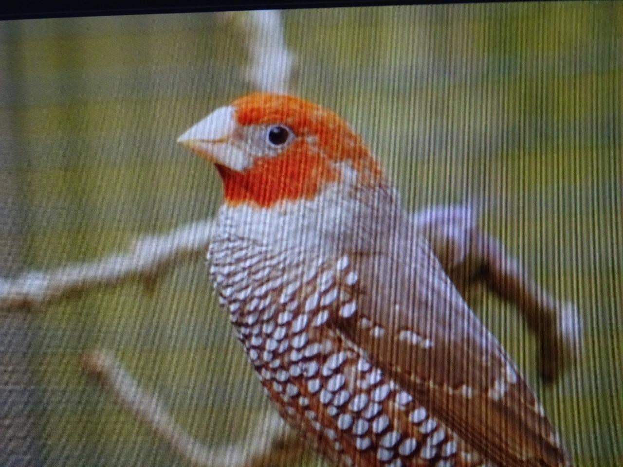 Te koop Roodkop amedine broedrijp  grote vogel .