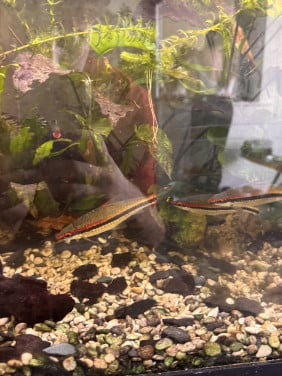 Vissen warm water