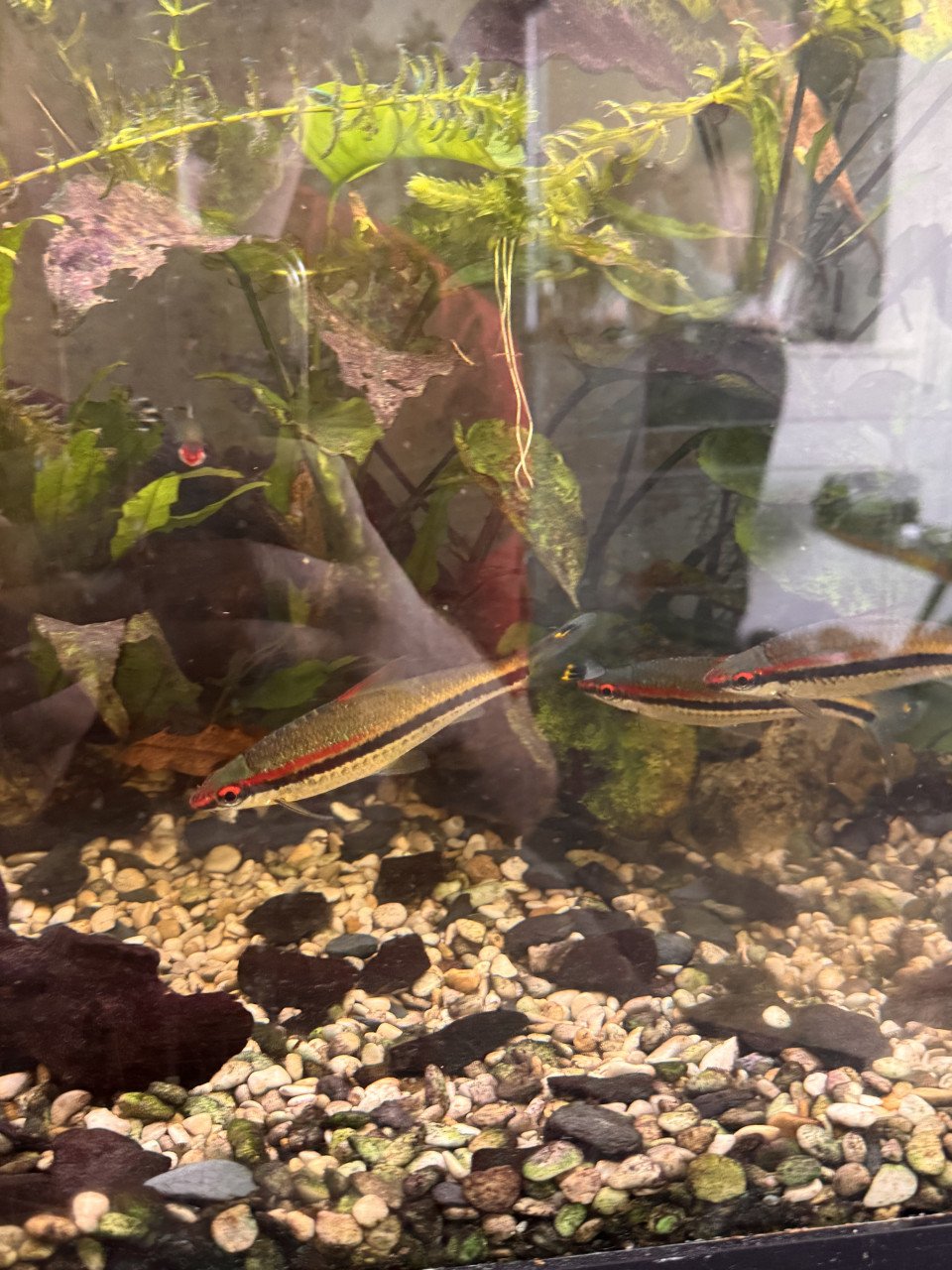 Vissen warm water