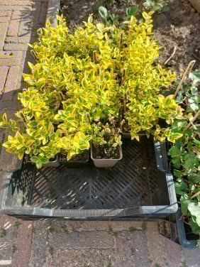 SIERTUIN EN MOESTUIN PLANTEN + BOMEN bij DE VOORDEUR