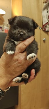 Kruising pommeriaan pups