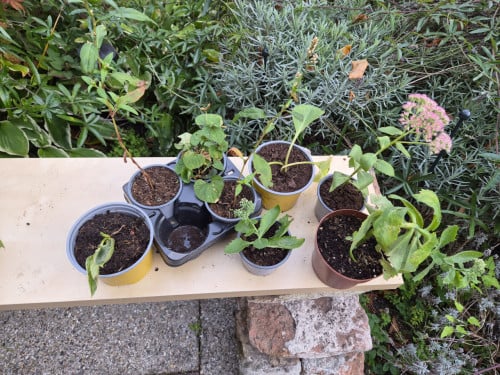Kamer/buitenplanten en zaadjes