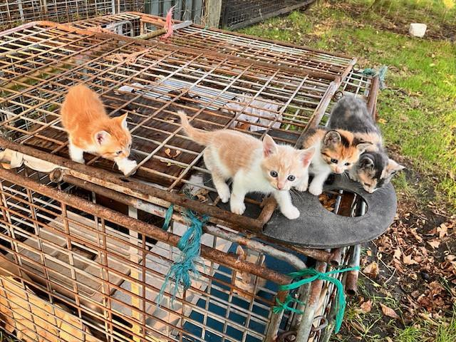 Kittens