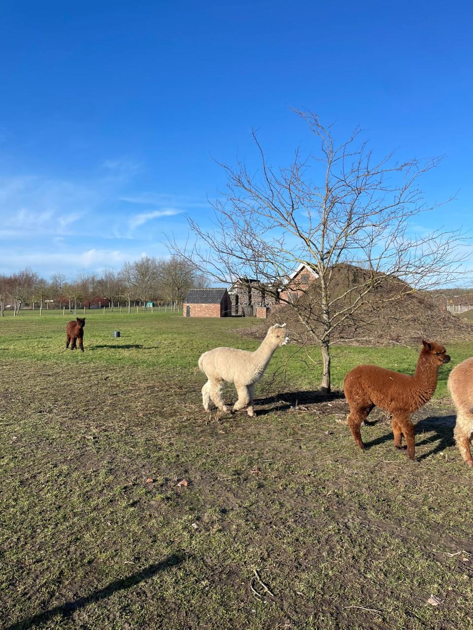 Mooie lieve alpaca ruin