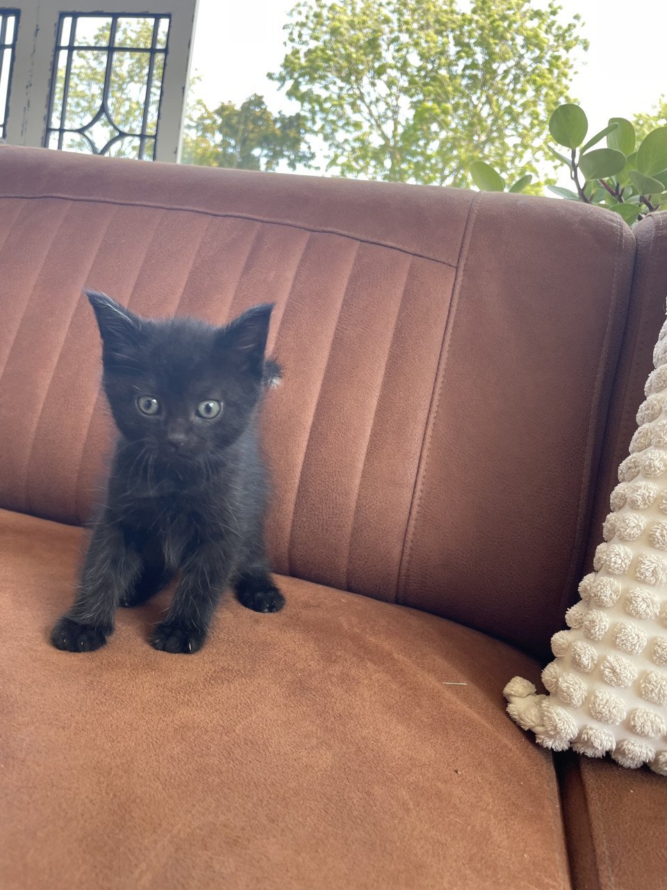 Kittens