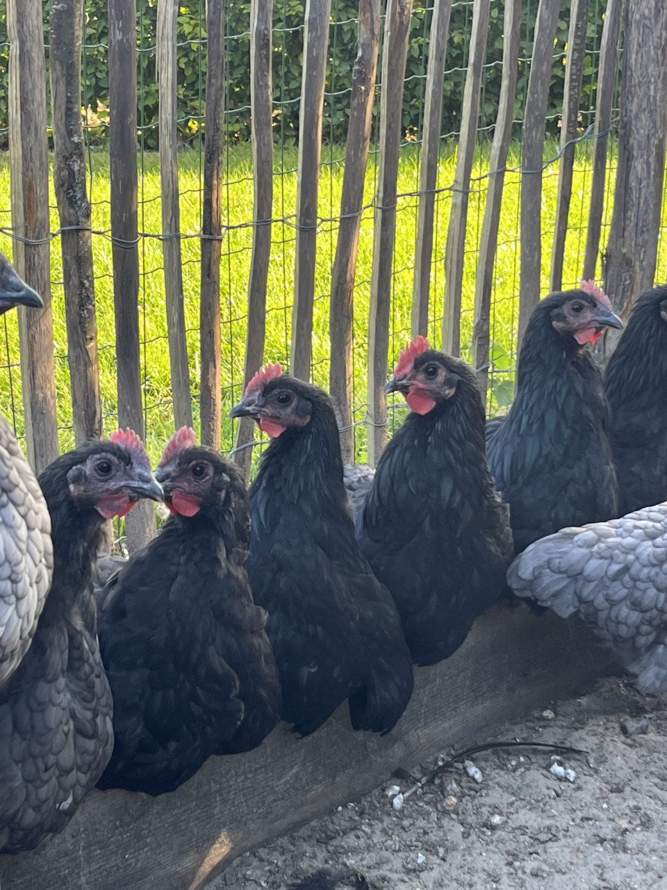 Australorp hanen wit/grijs en zwart