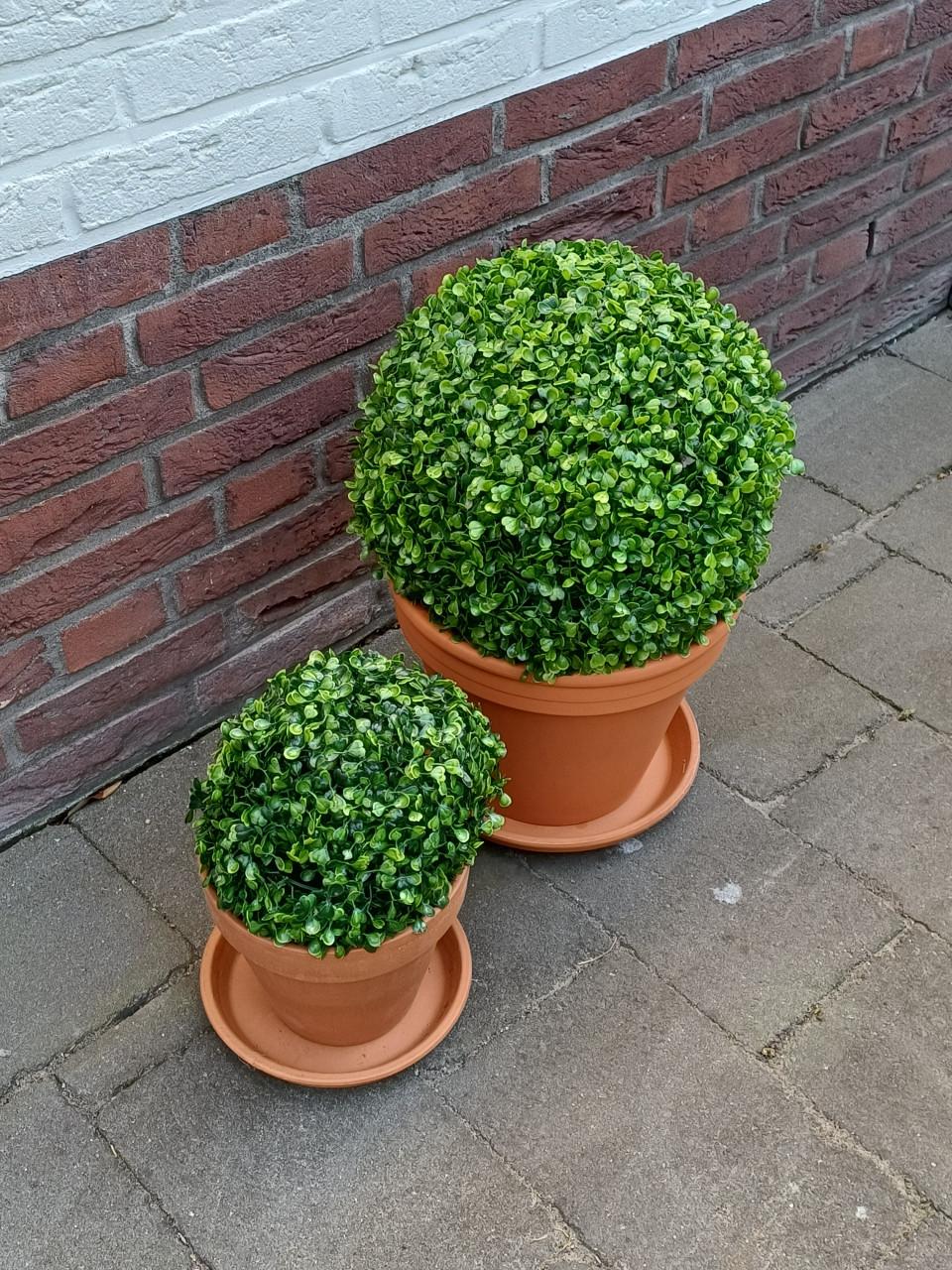 Kunst buxus
