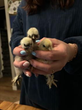 Zijdehoen kuikentjes