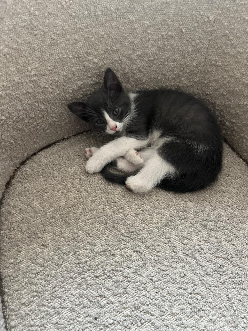 Kittens