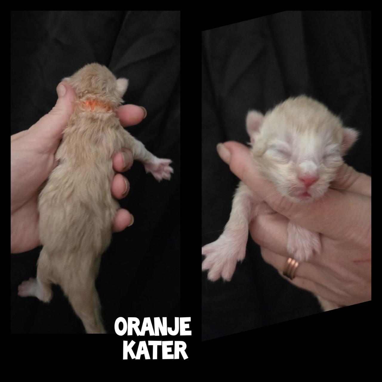 Maine coon kittens met stamboom