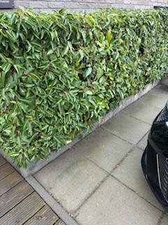 Gratis 3 meter Portugese Laurier