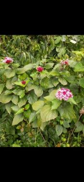 Pindakaasplant