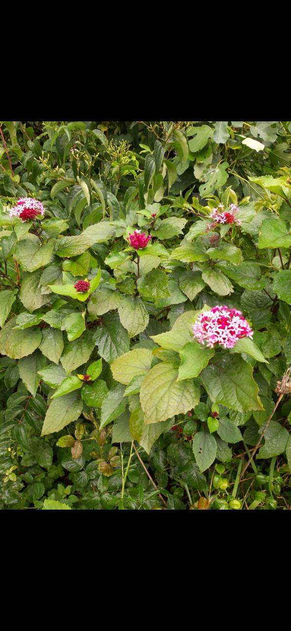 Pindakaasplant