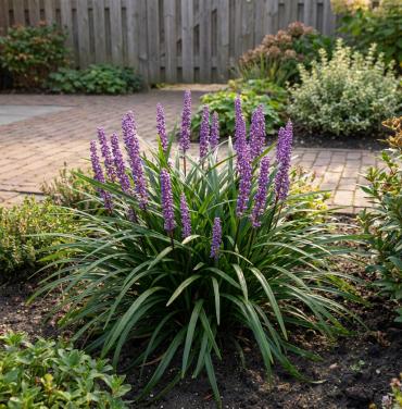 Liriope muscari (paarsbloeiend) 22 stuks