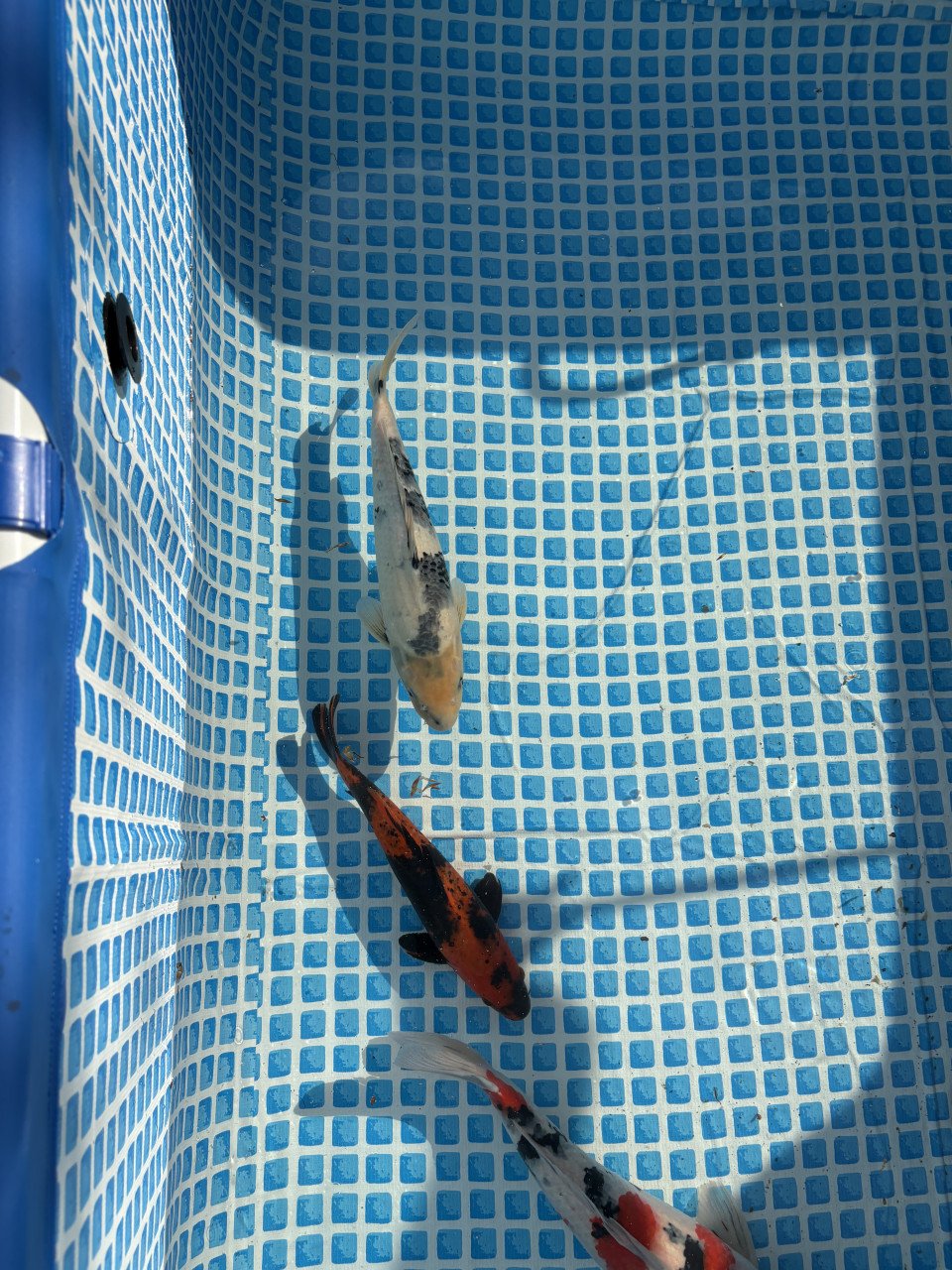 Koi karpers te koop