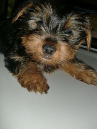 Pup teefje Yorkshire Terrier ruim 8 weken oud mag nu weg