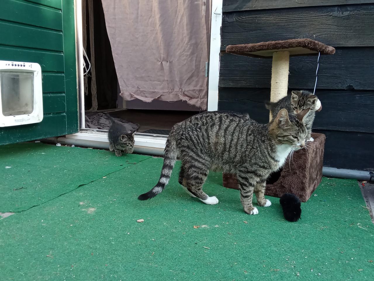 Kittens zoeken gouden mandje 👸👸