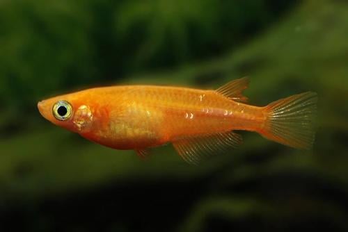🐠 Elke week nieuwe aquariumvissen binnen!