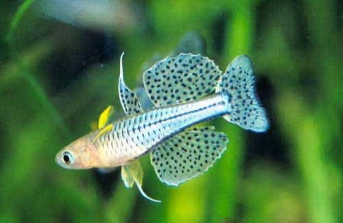 Mooie school dwerg regenboog zalmen