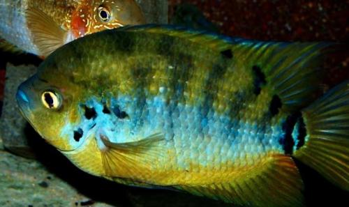 Mooie kweekgroep cichliden