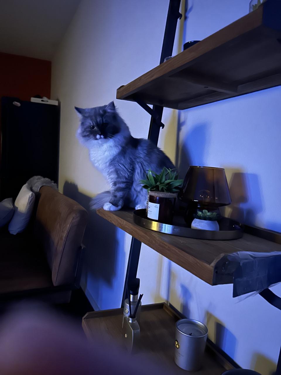 Prachtige Ragdoll kater met lief karakter net 1 jaar