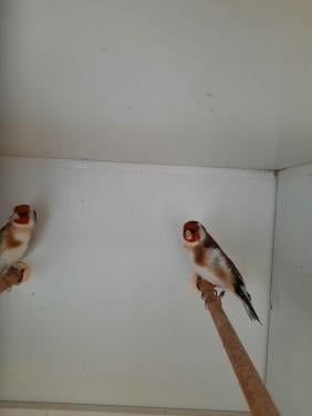 Koppel parva putters