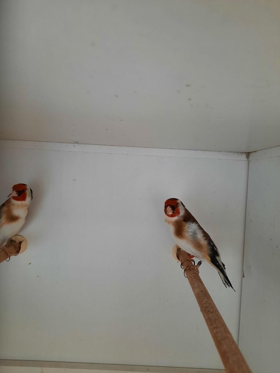 Koppel parva putters