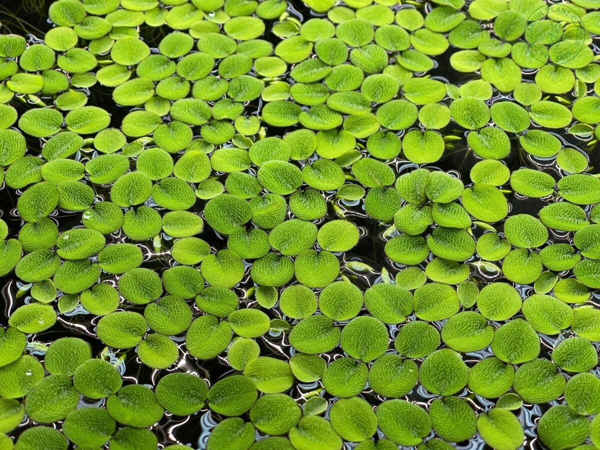 Goed gevuld planten pakket.