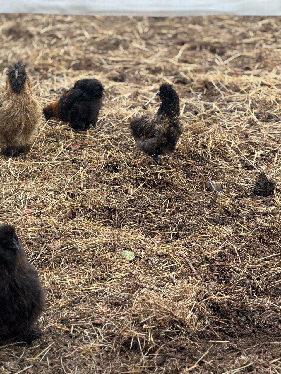 Kuikens cochin en zijdehoen krul en zijdeveer