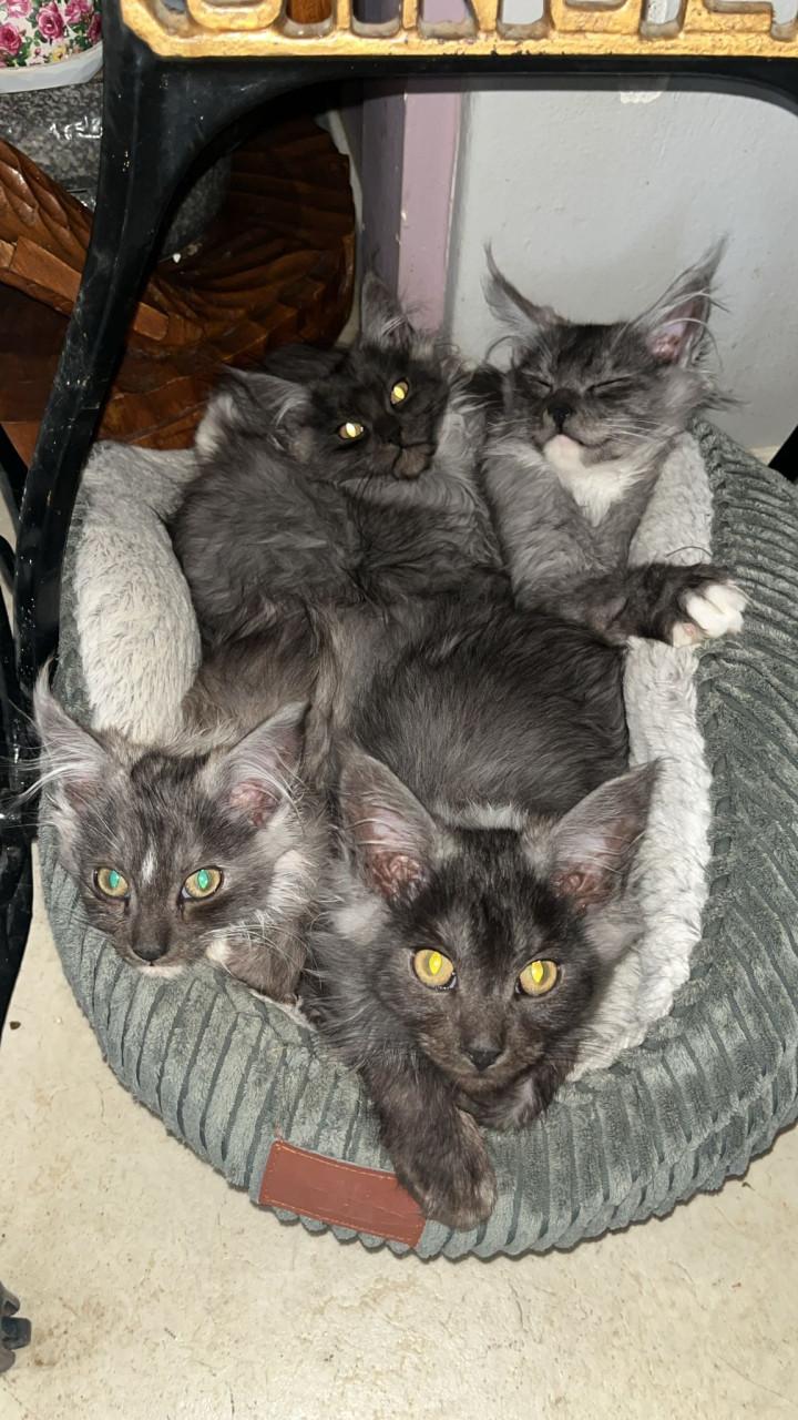 Kittens Ragdoll/Maincoon Maincoon/Maincoon