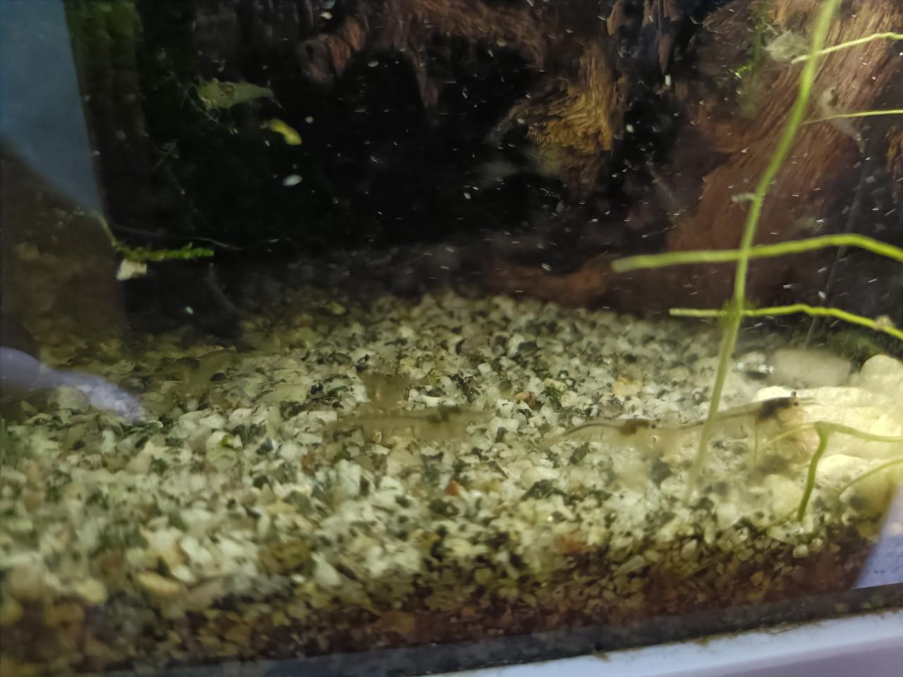 Aquarium 25 liter compleet