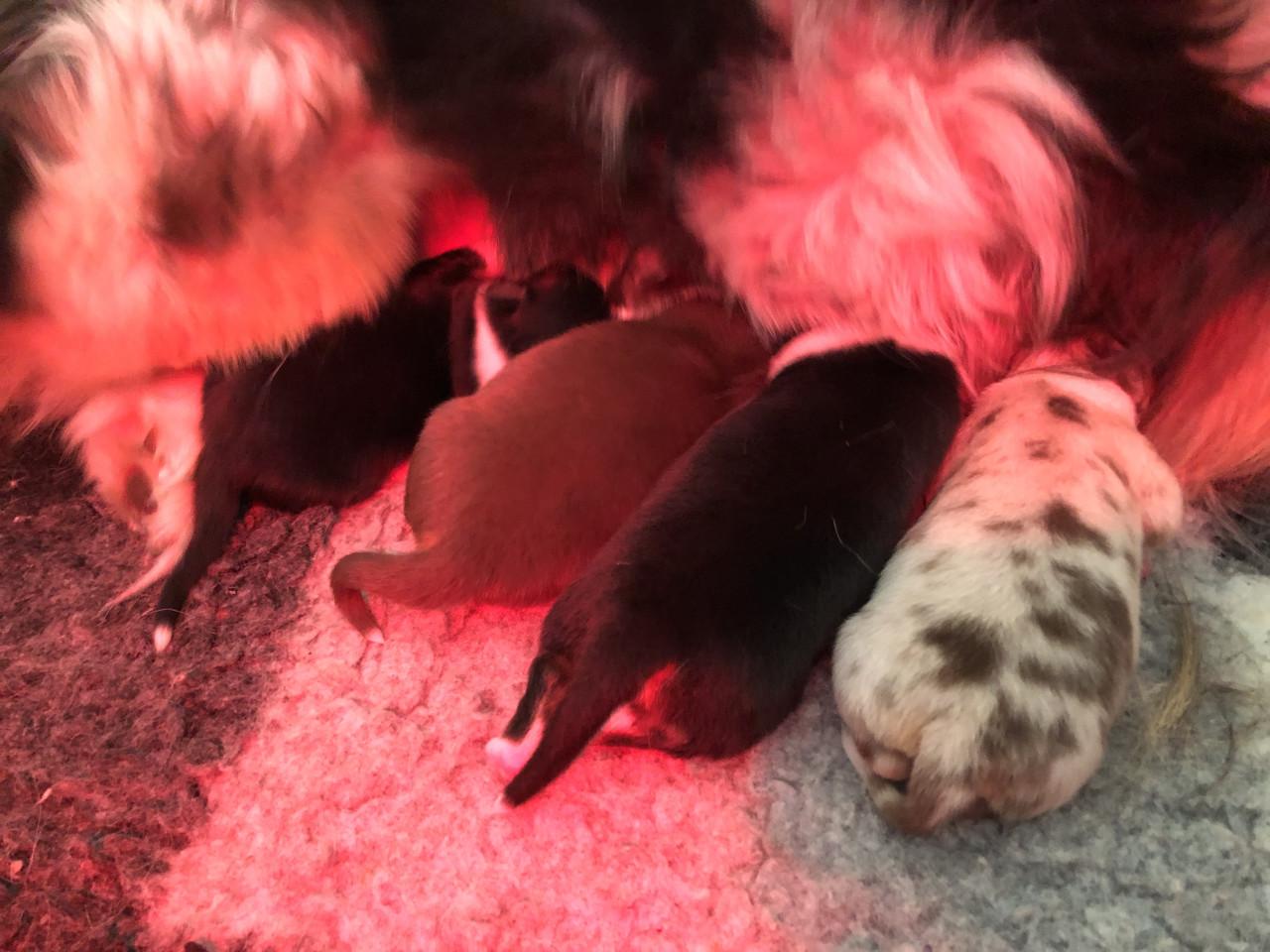 Australian shepherd pups met stamboom!