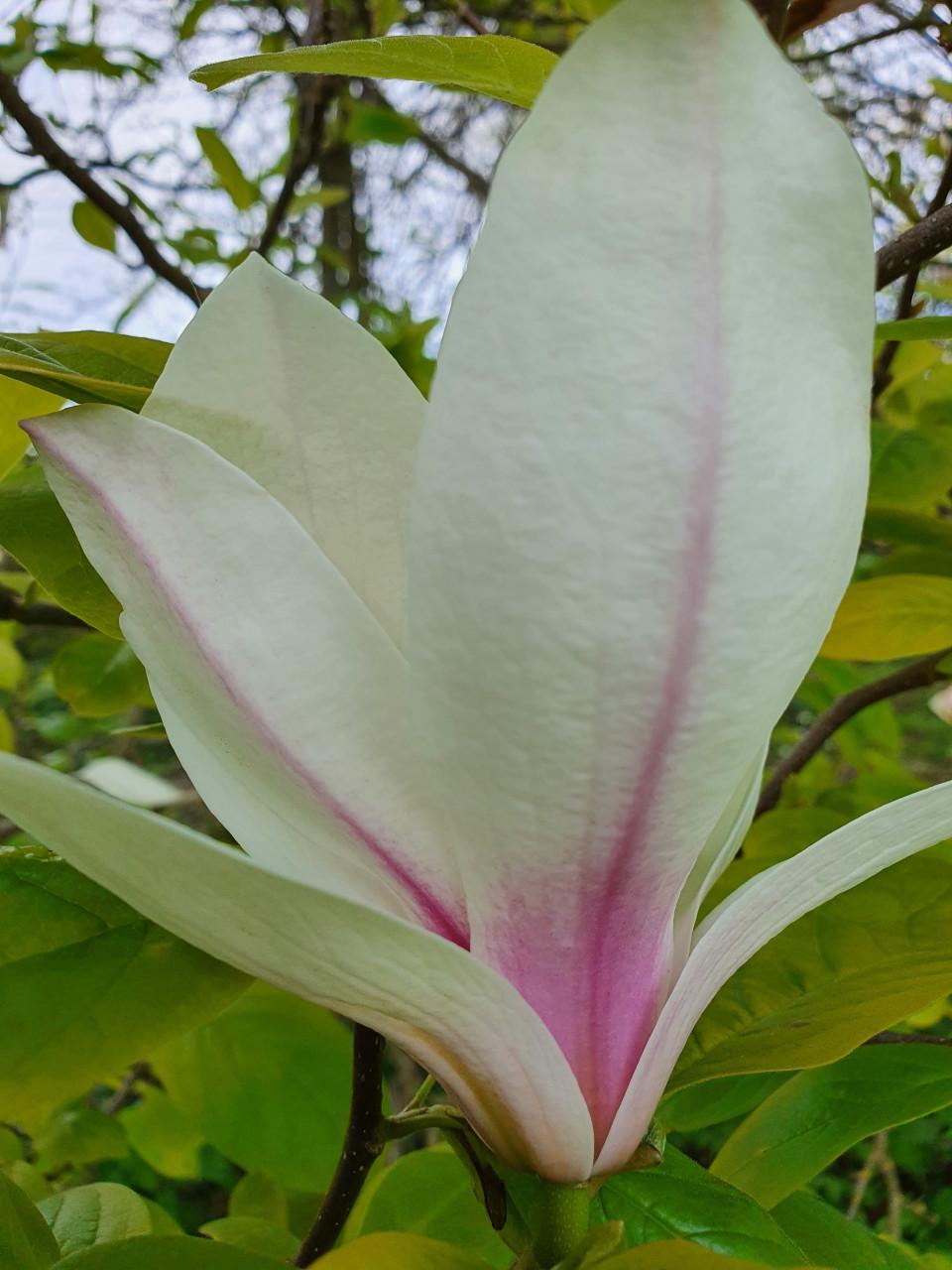 Magnolia's en meer!