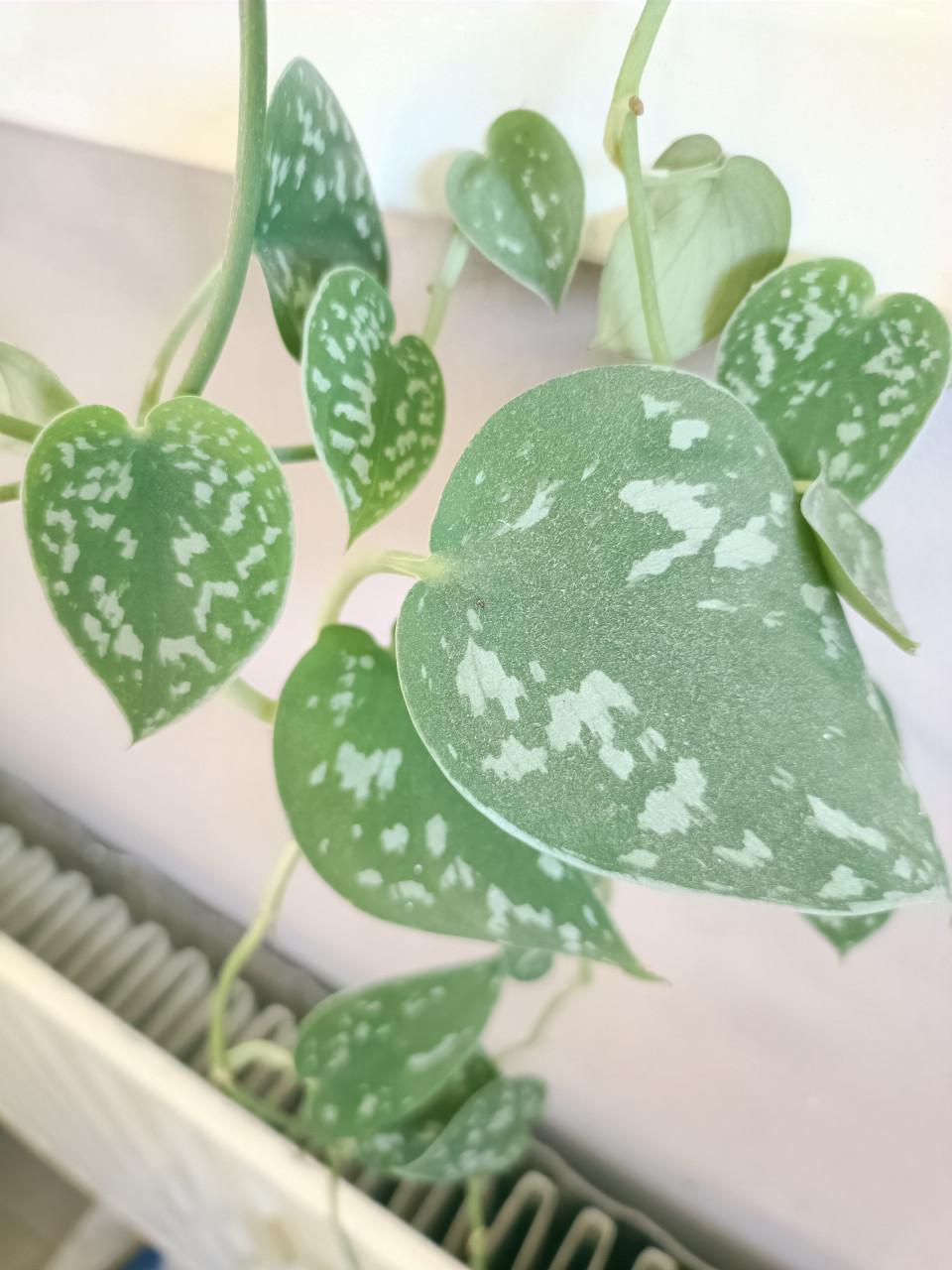 Scindapsus pictus hangplant