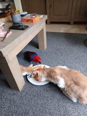 Te koop papagaai  met toebehoren