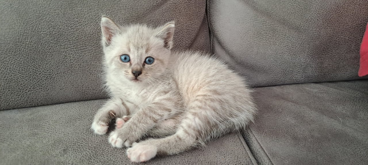 Kitten