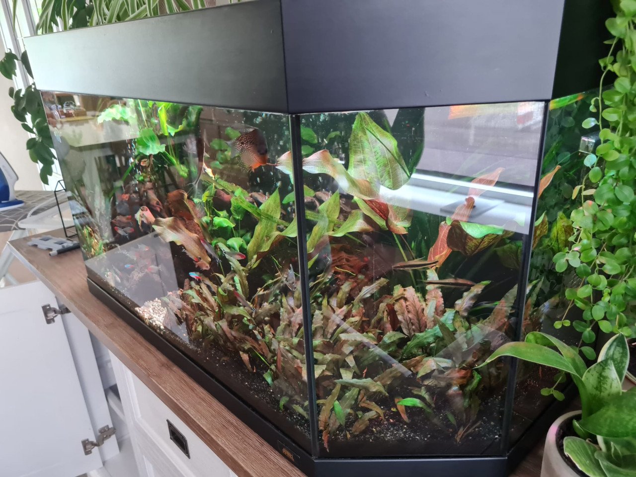Aquarium Juwel Vision(oude type) met veel accessoires
