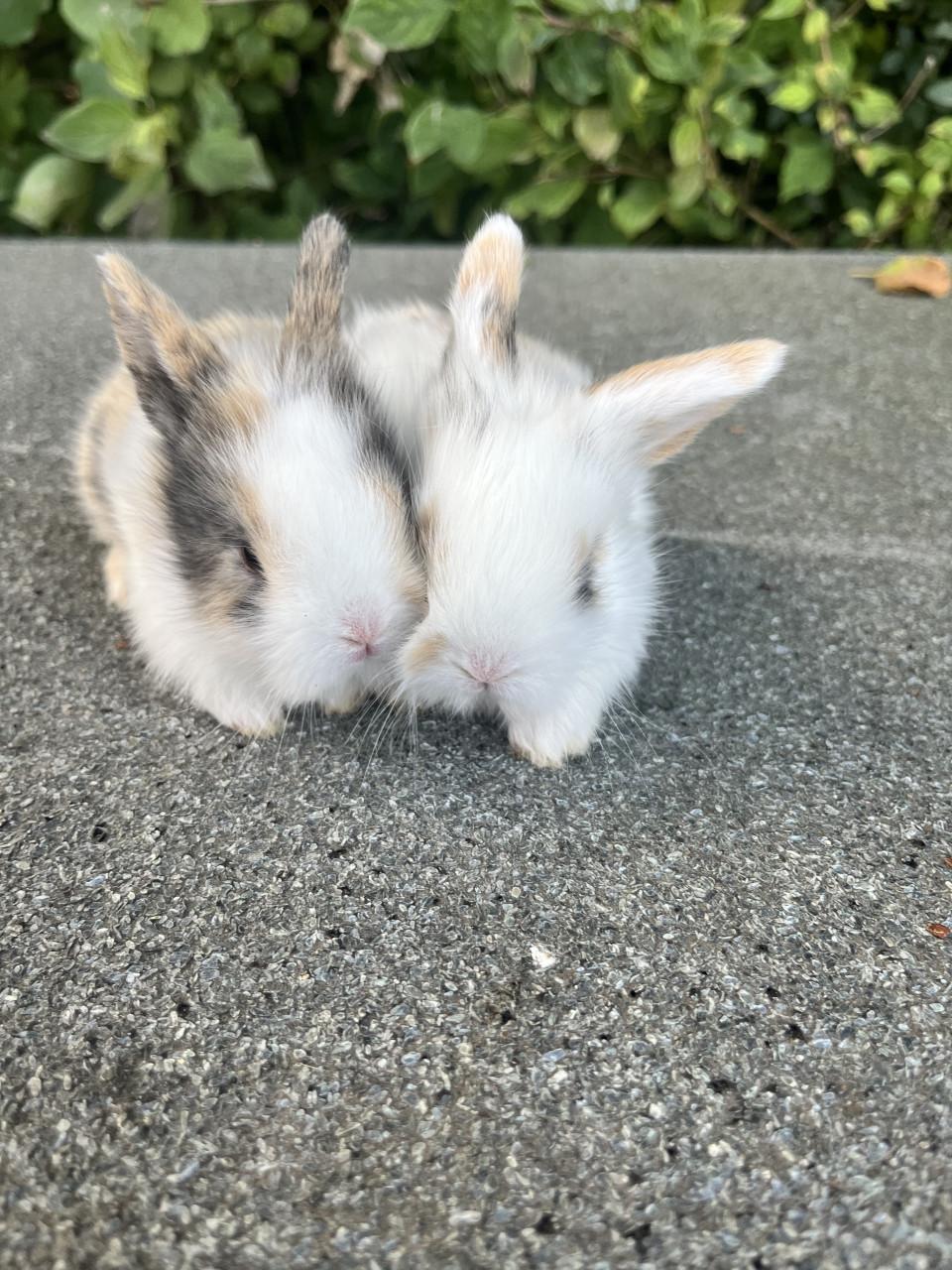 Baby konijntjes