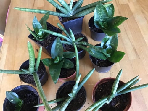 Sanseveria’s