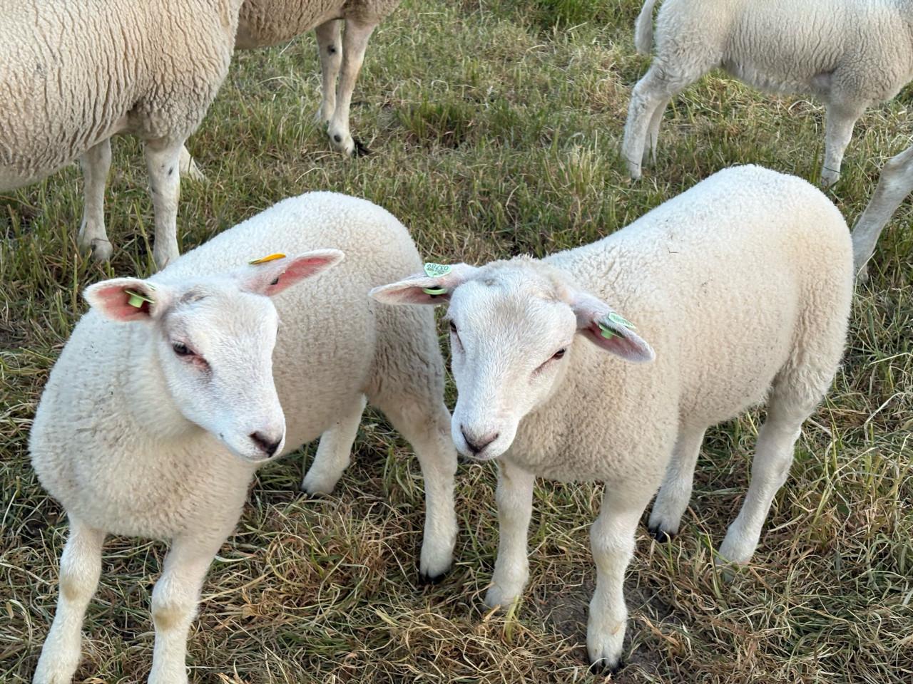 Stamboek swifter ooitjes  zwoeger en scrapie vrij