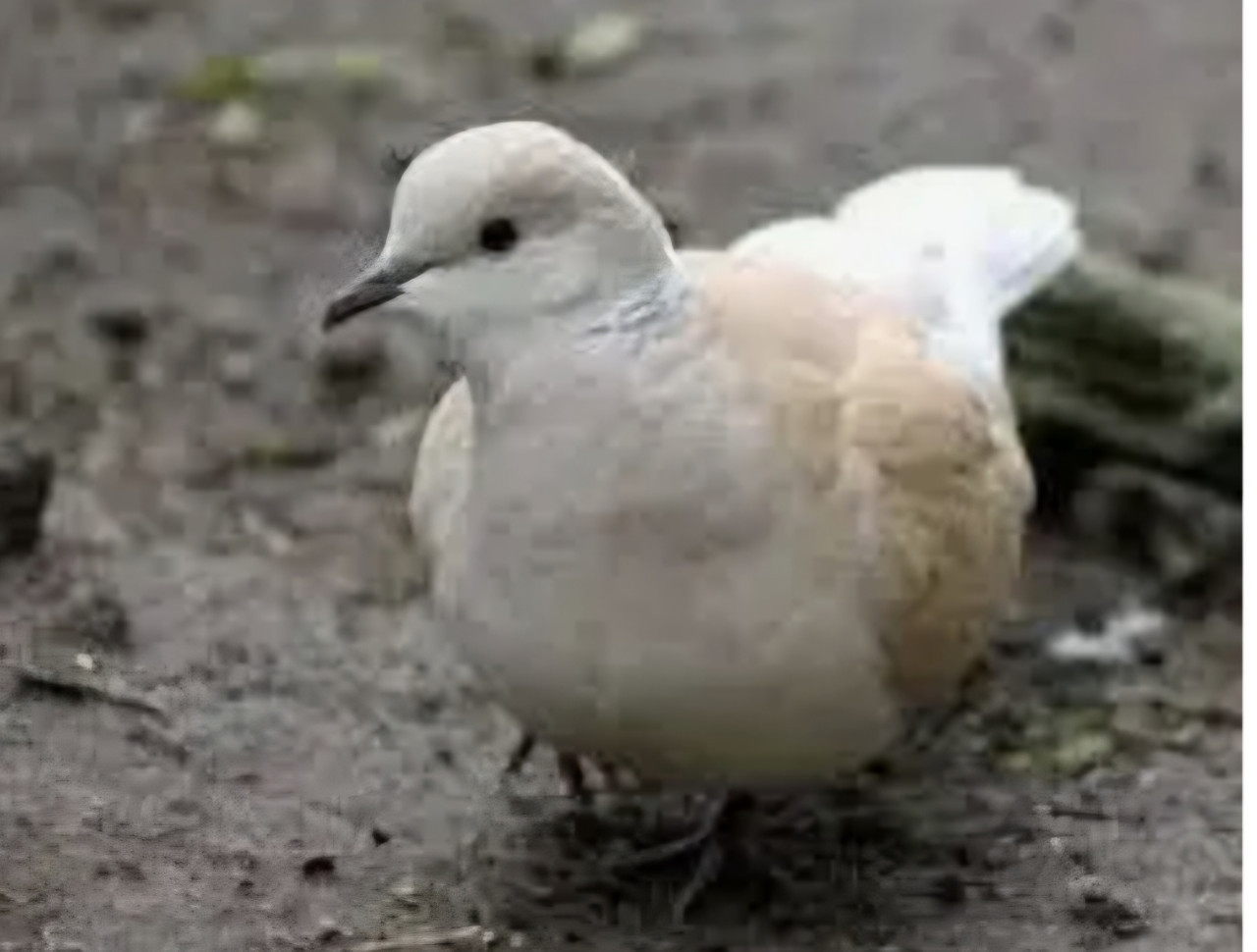 Gezocht koppel tortelduifjes