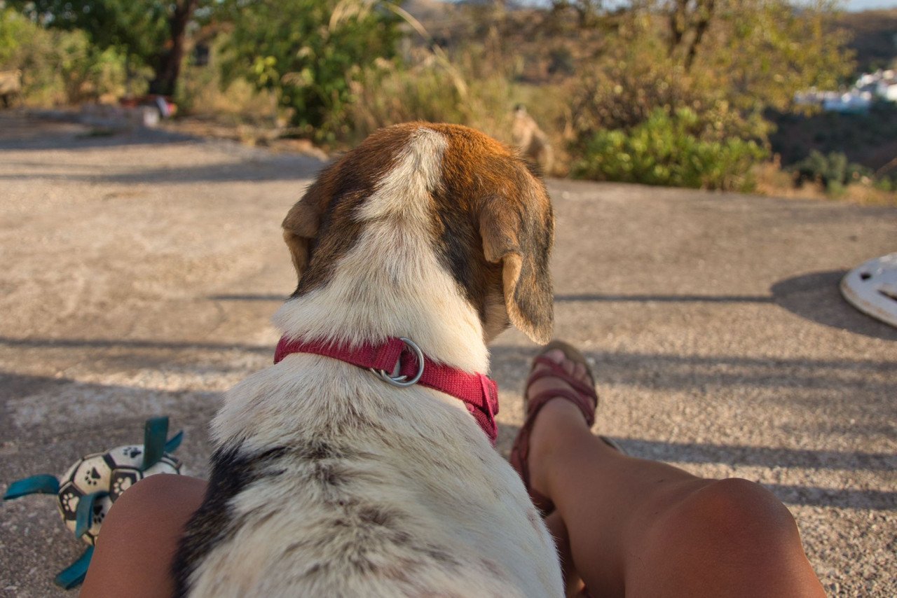 Deze hele lieve Beagle zoekt een heel lief baasje!