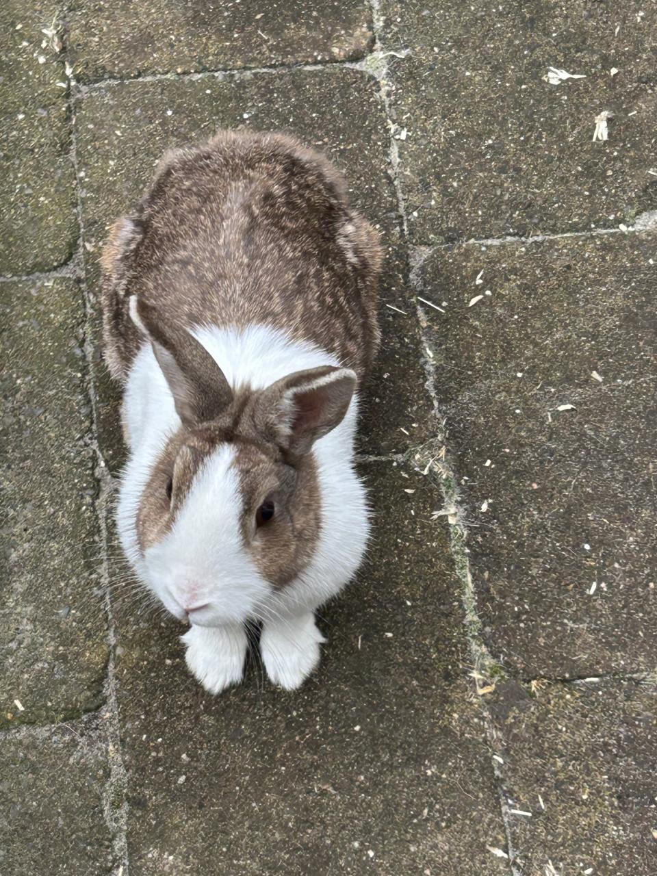 Konijnenhok en konijntje (gereserveerd)