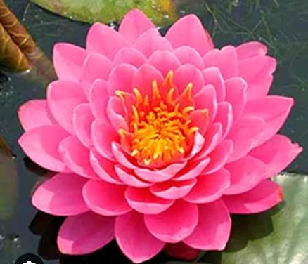 Vijverplanten roze waterlellie