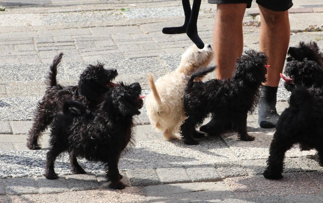 Super lieve vrolijke doodle dwerg/medium pups beschikbaar