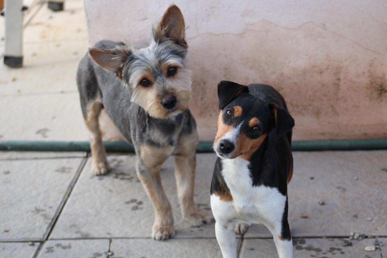 Alora Dog Rescue: Donny, deze lieverd zoekt een baasje