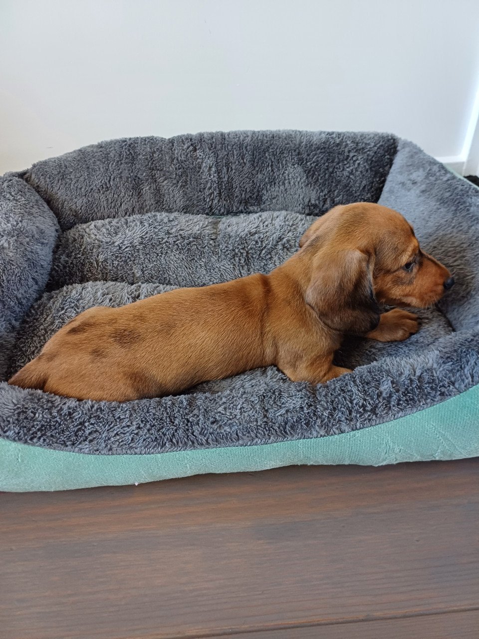 Super vrolijke Dwerg Teckel pups