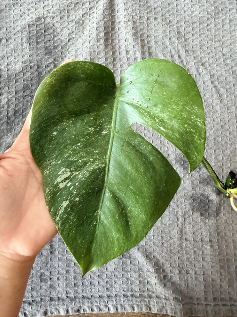 Monstera Deliciosa Variegata stekjes goed geworteld