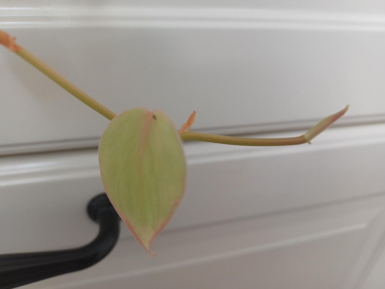 SUPERmooie stek 2-kleurige drakenklimop (philodendron)!