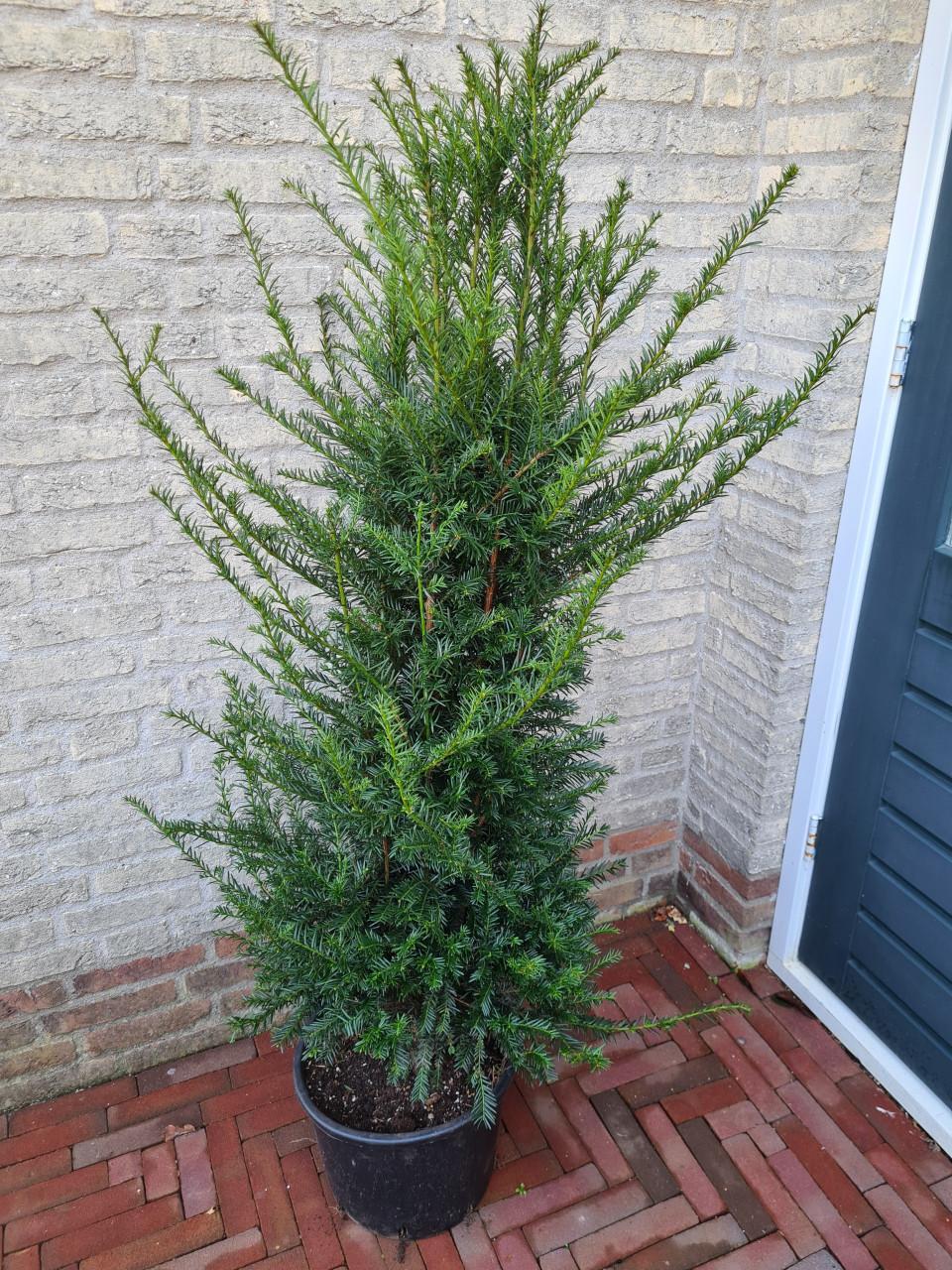 Taxus Baccata haagplanten in alle maten leverbaar
